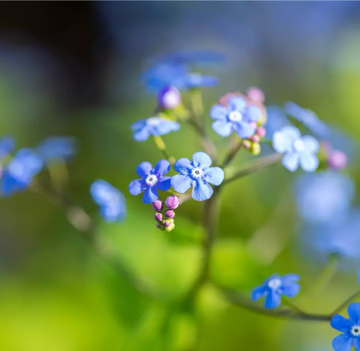 Kaukasus-Vergissmeinnicht