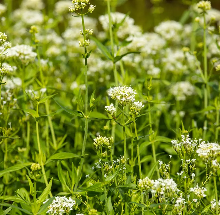 Weißblühende Garten-Spornblume 'Albus'
