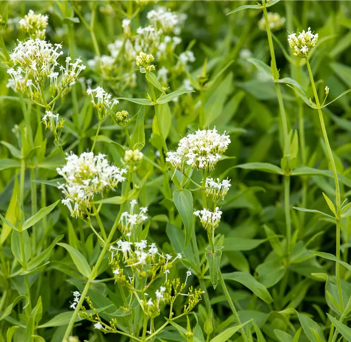 Weißblühende Garten-Spornblume 'Albus'