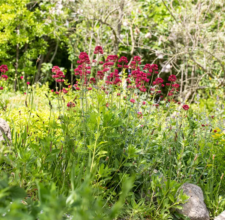 Rotblühende Garten-Spornblume 'Coccineus'