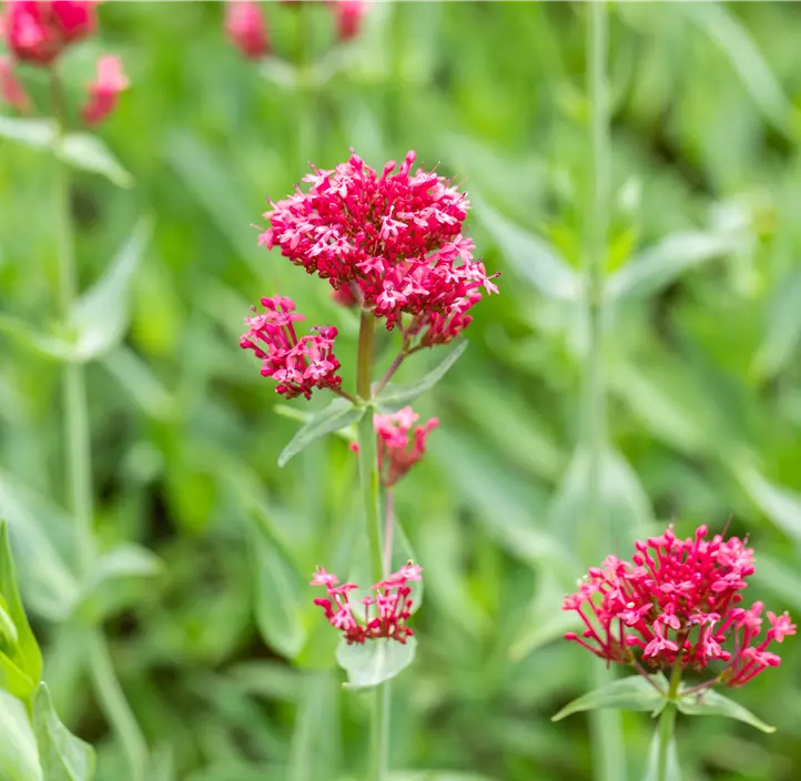 Rotblühende Garten-Spornblume 'Coccineus'
