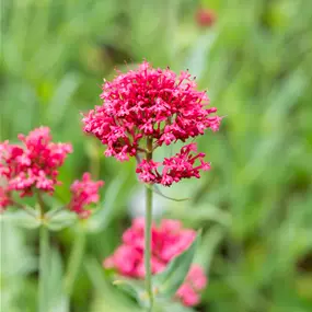 Centranthus ruber Coccineus