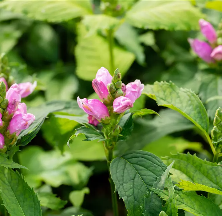 Schiefer Schlangenkopf