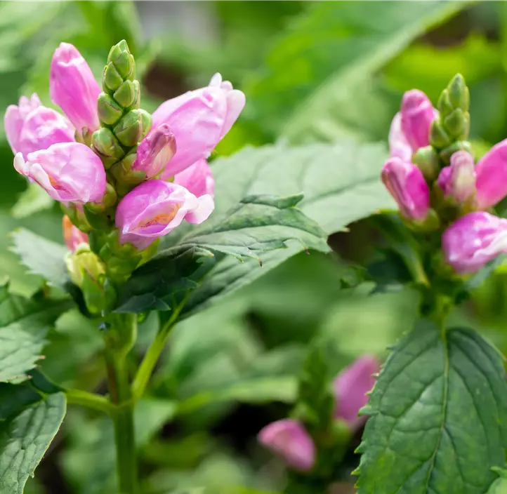 Schiefer Schlangenkopf