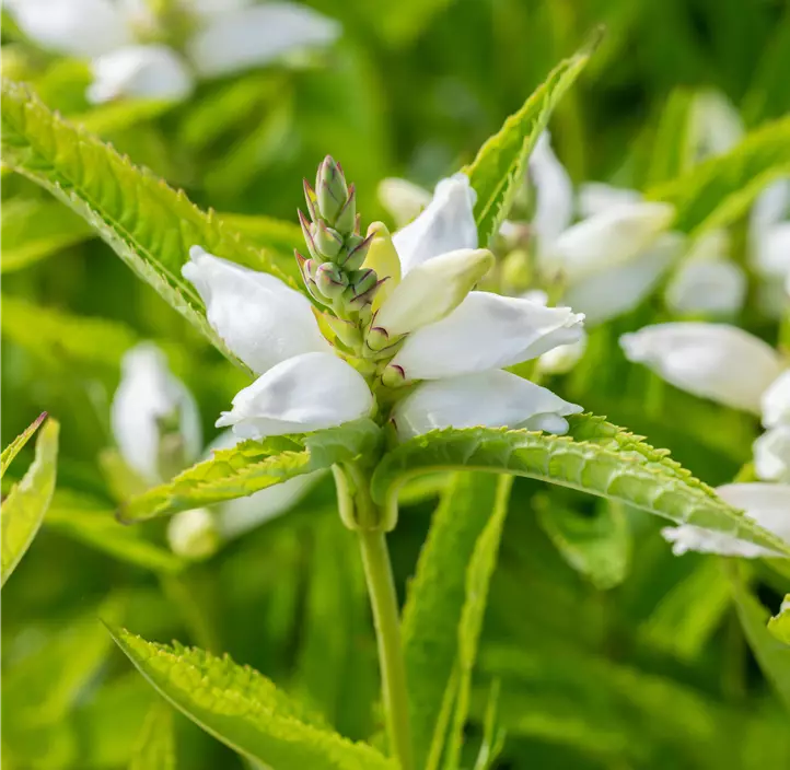 Garten-Schlangenkopf 'Alba'