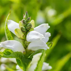 Chelone obliqua ´Alba´
