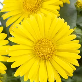 Doronicum orientale Little Leo