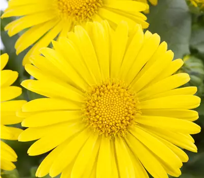 Doronicum orientale Little Leo