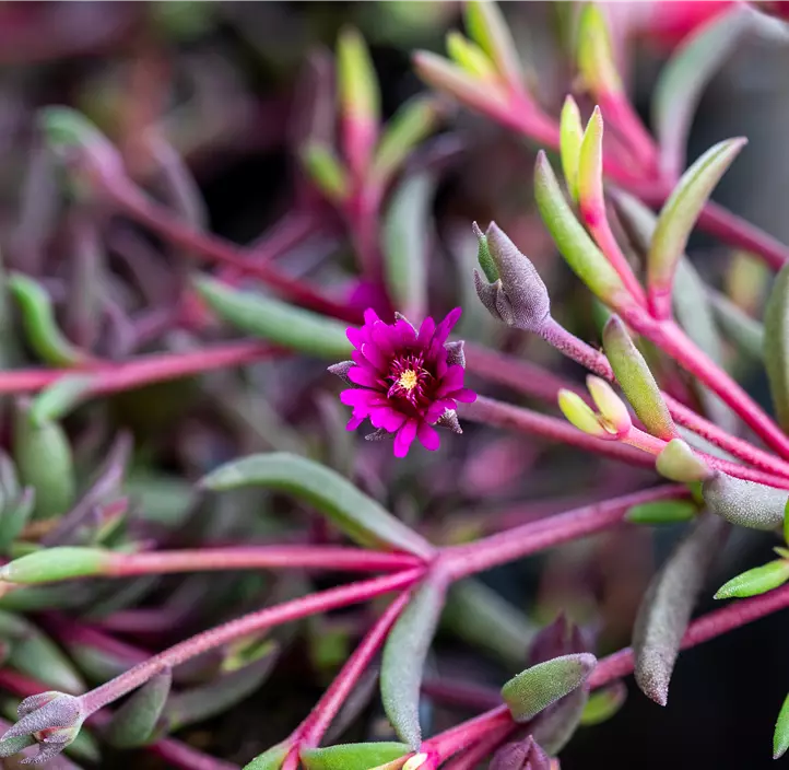 Mittagsblume 'Desert Dancers Purple'