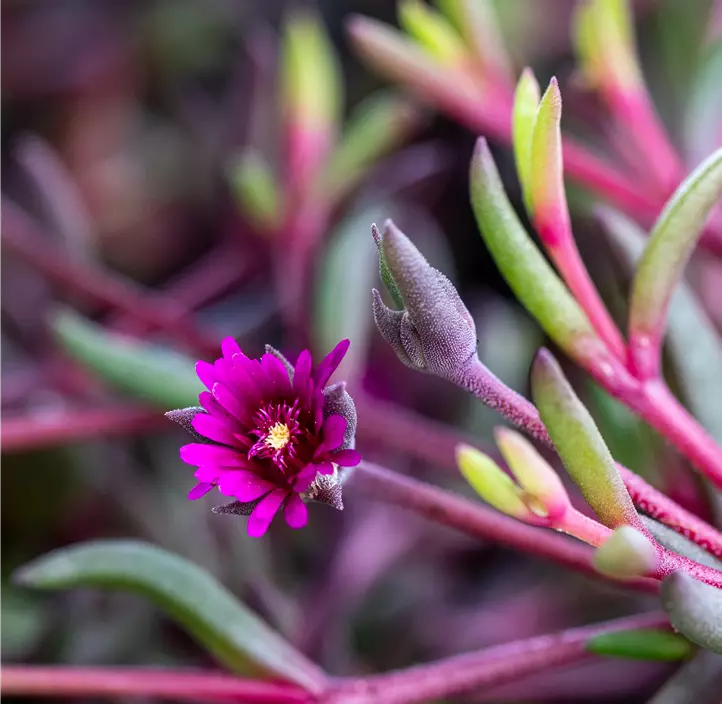 Mittagsblume 'Desert Dancers Purple'