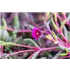 bellaflora Gartencenter GmbH