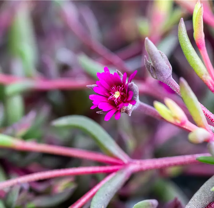 Mittagsblume 'Desert Dancers Purple'