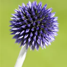 Echinops ritro Veitch´s Blue
