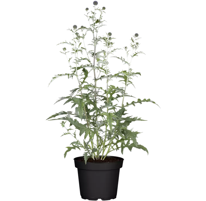 Veitchs-Kugeldistel 'Veitchs Blue'