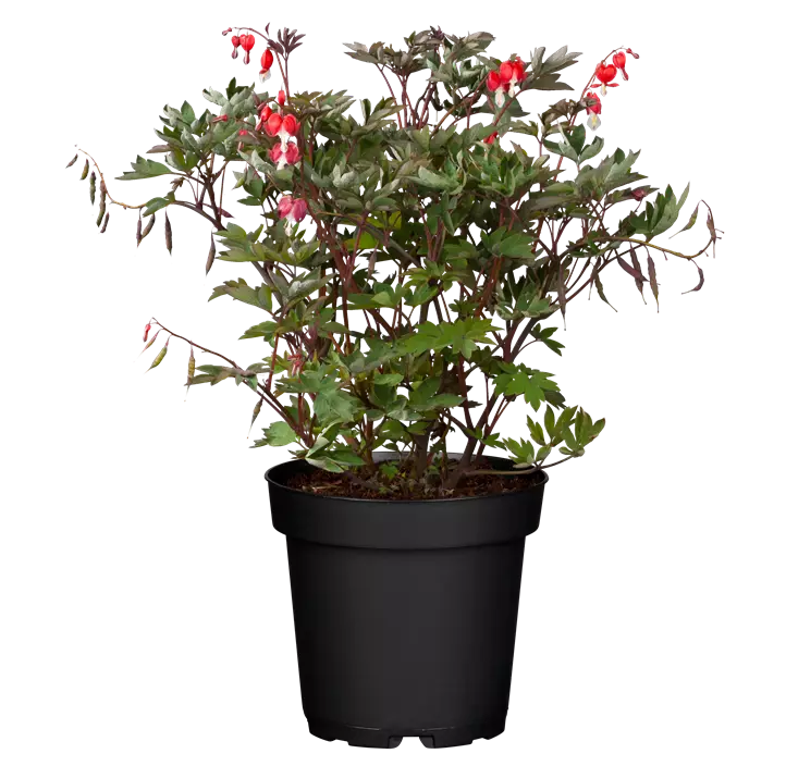 Tränendes Herz 'Valentine'®