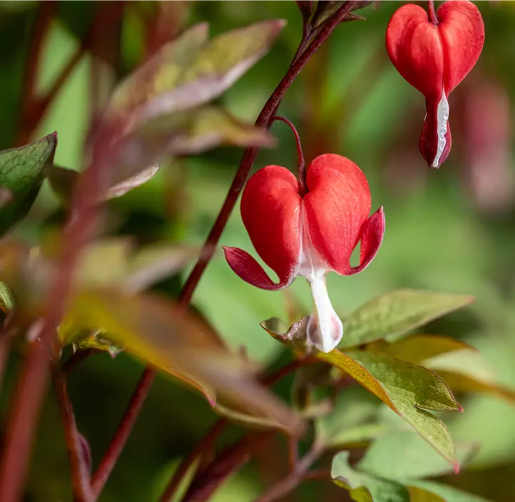 Tränendes Herz 'Valentine'®
