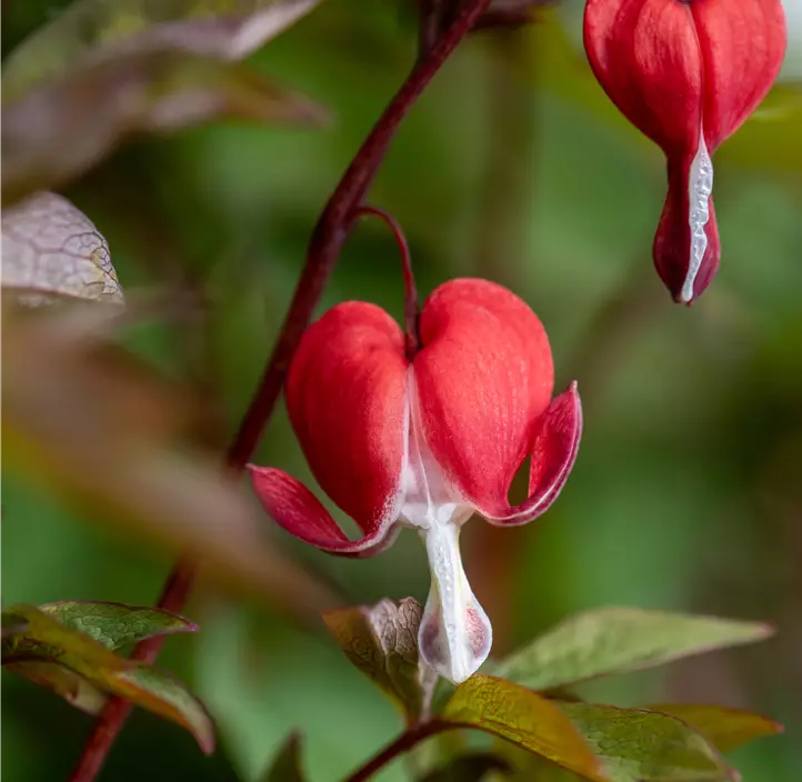 Tränendes Herz 'Valentine'®