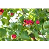 bellaflora Gartencenter GmbH