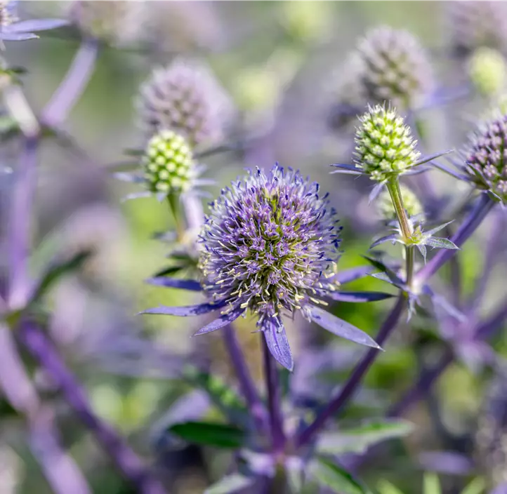 Kleiner Mannstreu 'Blue Hobbit'