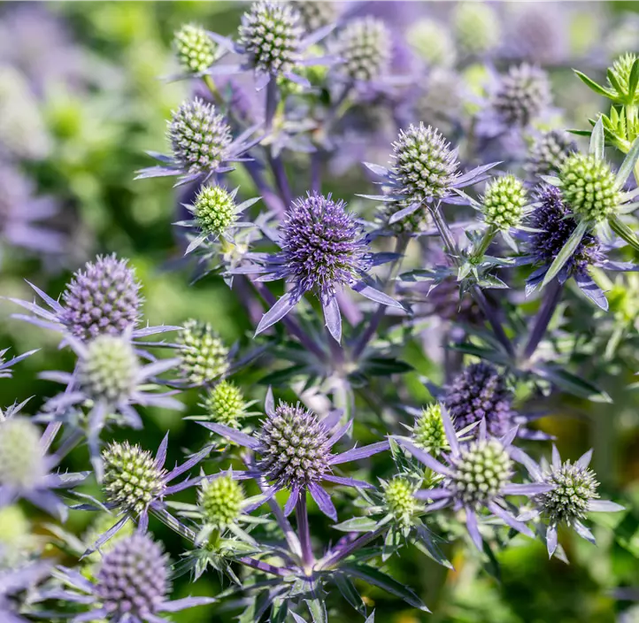 Kleiner Mannstreu 'Blue Hobbit'