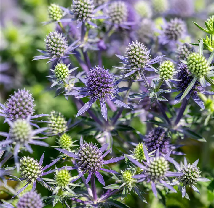 Kleiner Mannstreu 'Blue Hobbit'