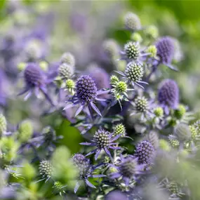 Eryngium planum Blue Hobbit