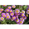 bellaflora Gartencenter GmbH