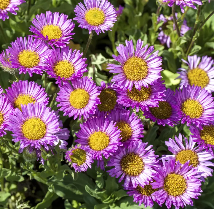 Garten-Berufkraut 'Sea Breeze'®