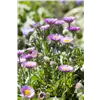 bellaflora Gartencenter GmbH