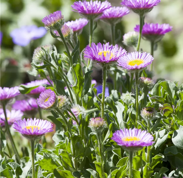 Garten-Berufkraut 'Sea Breeze'®