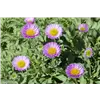 bellaflora Gartencenter GmbH