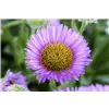 bellaflora Gartencenter GmbH