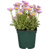 bellaflora Gartencenter GmbH