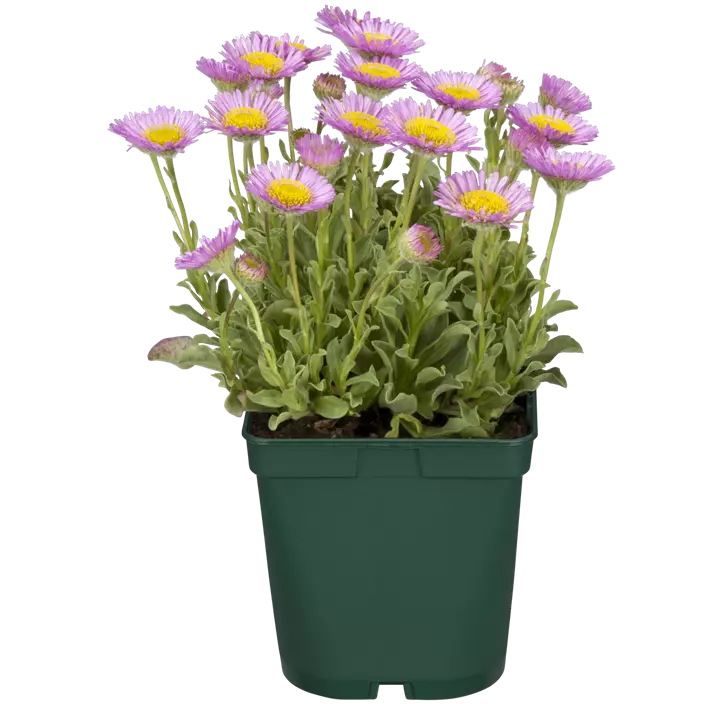 Garten-Berufkraut 'Sea Breeze'®