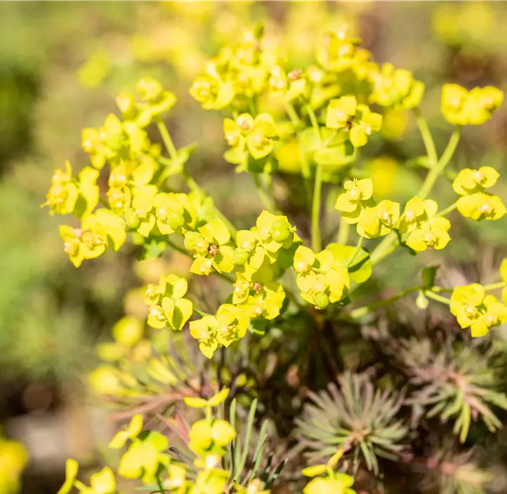 Zypressen-Wolfsmilch 'Fens Ruby'