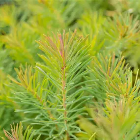 Euphorbia cyparissias Fens Ruby