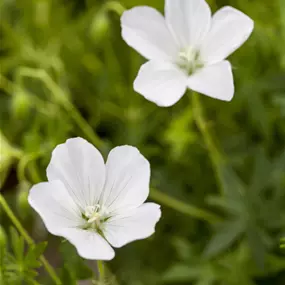 Geranium sanguineum Album
