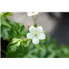 bellaflora Gartencenter GmbH