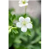 bellaflora Gartencenter GmbH