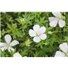 bellaflora Gartencenter GmbH