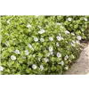 bellaflora Gartencenter GmbH