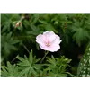 bellaflora Gartencenter GmbH