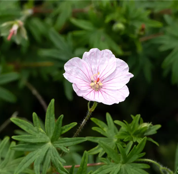 Gestreifter Storchschnabel 'Apfelblüte'