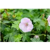 bellaflora Gartencenter GmbH