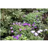 bellaflora Gartencenter GmbH