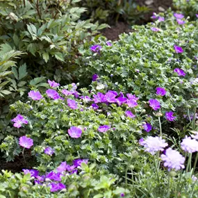 Geranium sanguineum Max Frei