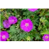 bellaflora Gartencenter GmbH