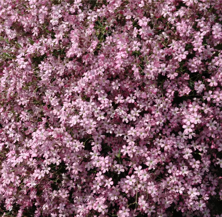 Kriechendes Schleierkraut 'Rosenschleier'