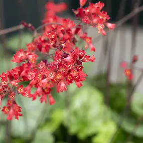 Heuchera sanguinea Leuchtkäfer