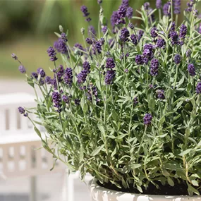 Lavandula angustifolia Dwarf Blue